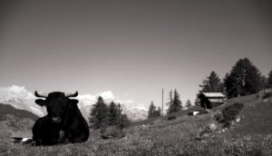 Eringer Cow Black / White