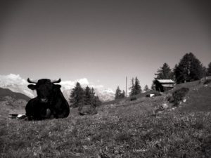 Black Cow - Swiss Alps
