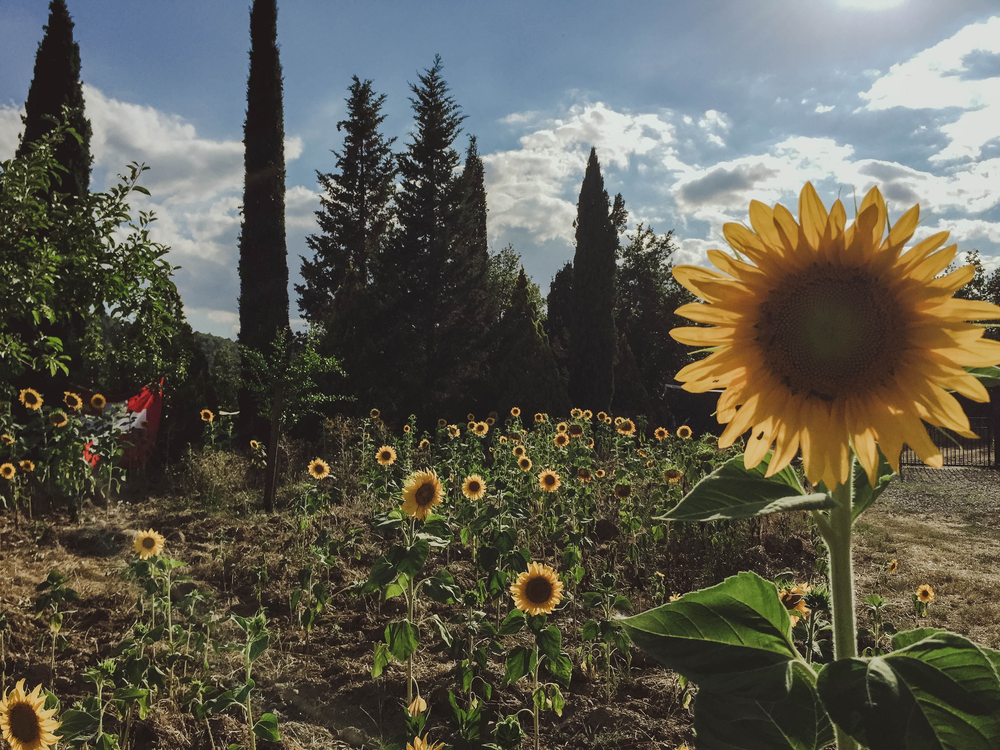 Tuscany - Sunflower