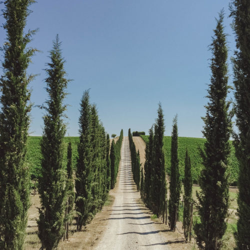 Tuscany - Cypress Alley