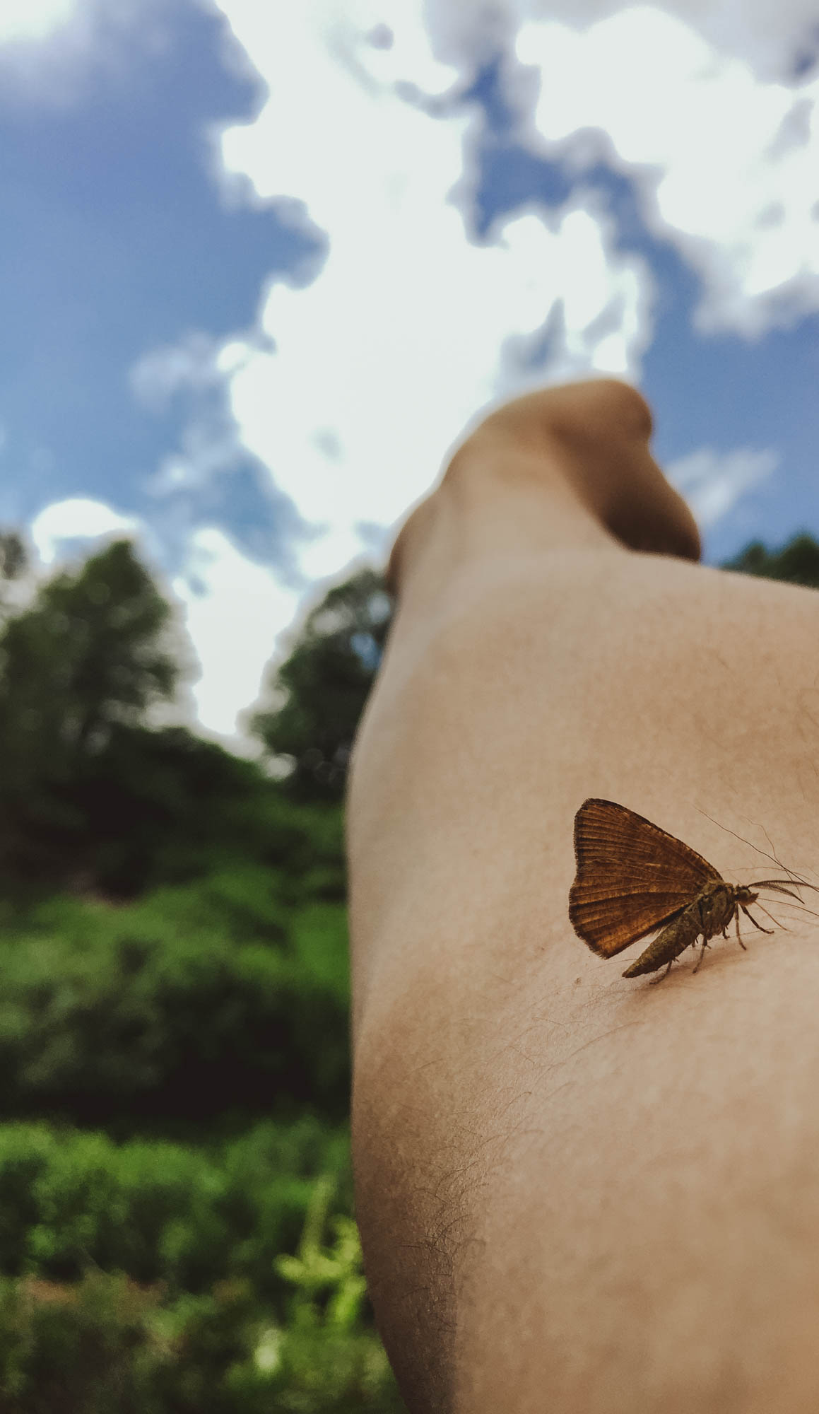 Binntal - Butterfly