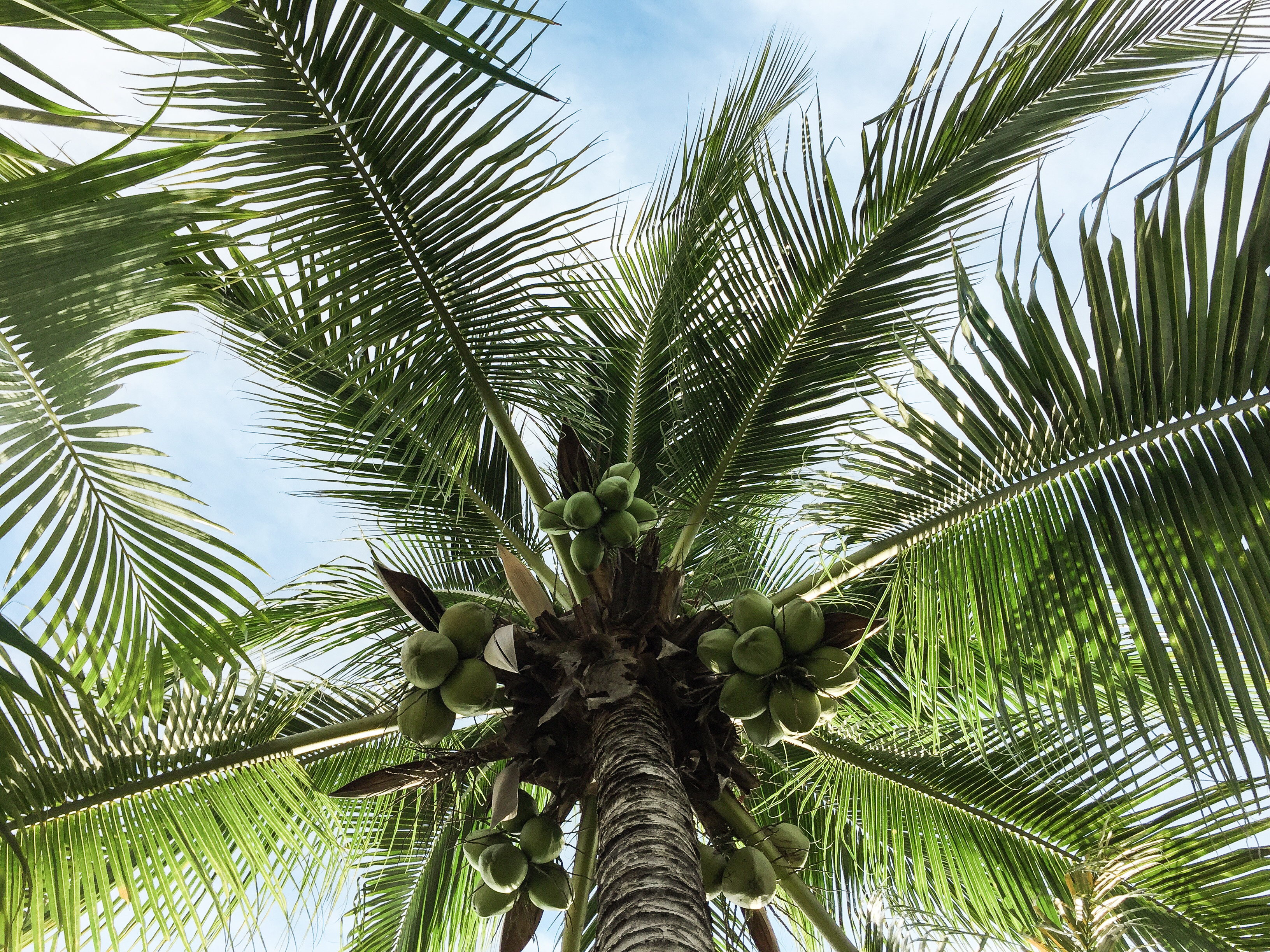 Tulum - Palm Tree