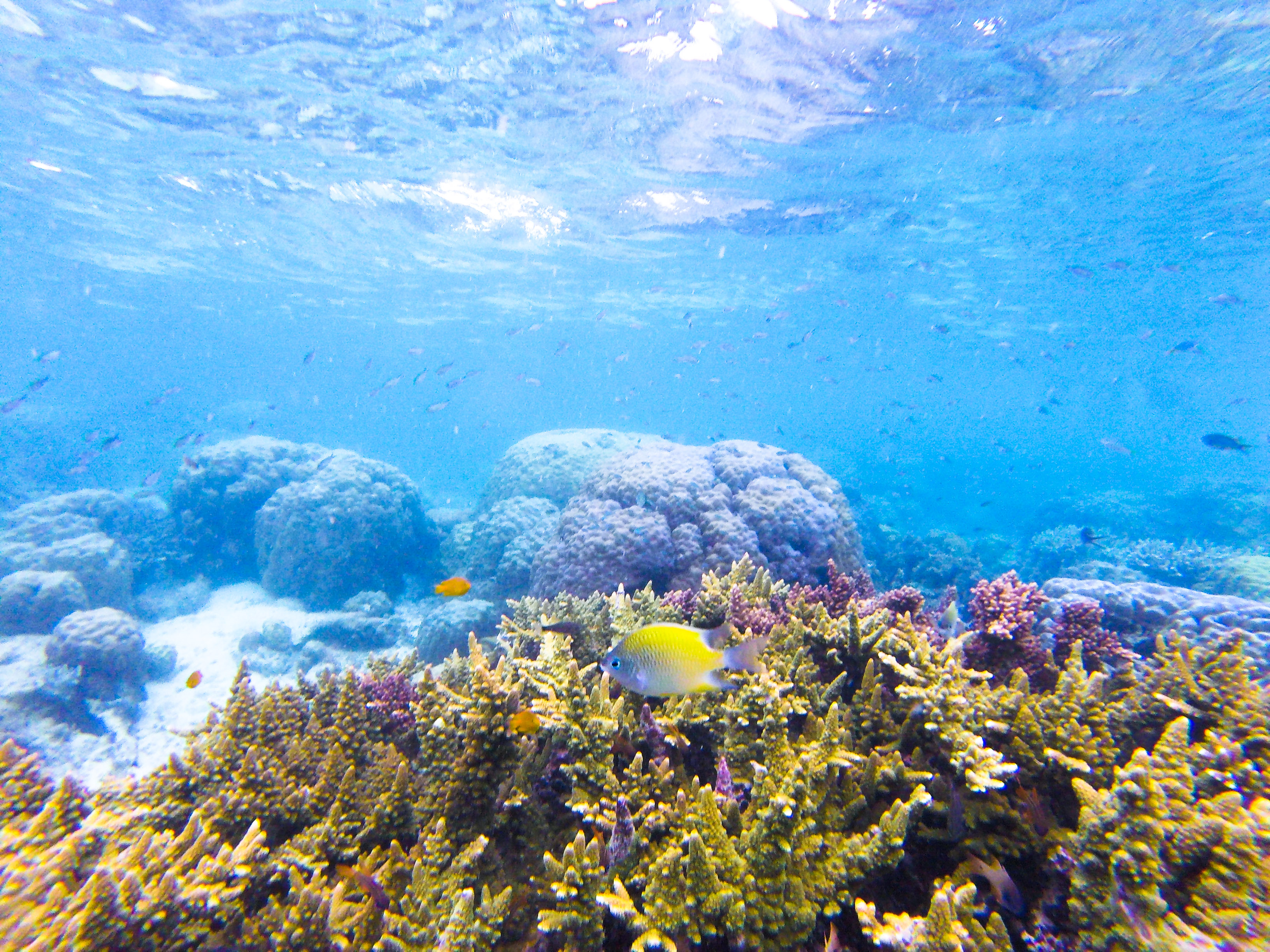 Philippines - Underwater landscape