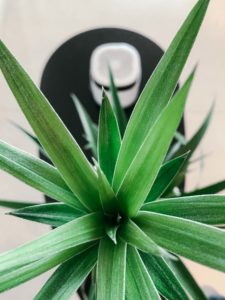 Pure StreamR